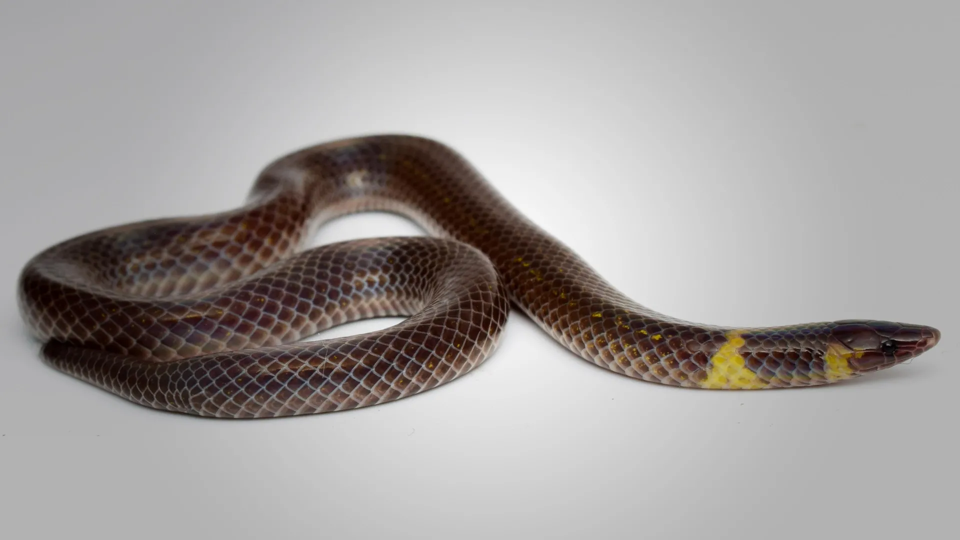 Snakes that roll like wheels
