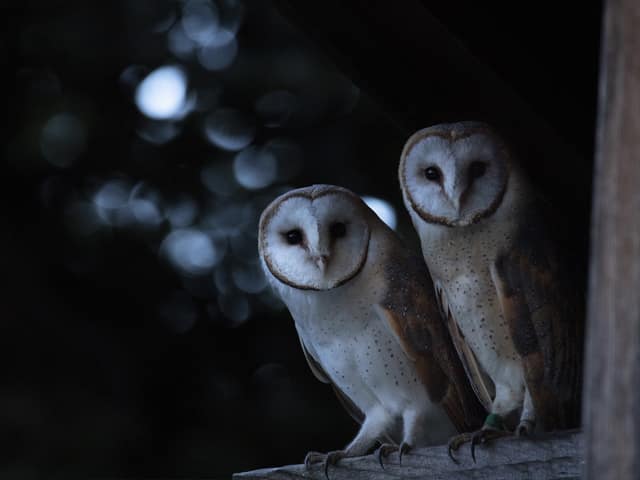 Swiss barn owls are evolving, fast