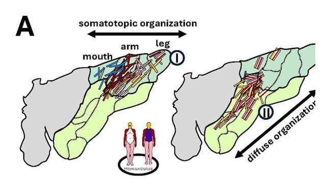 A four-part map of the brain's insula