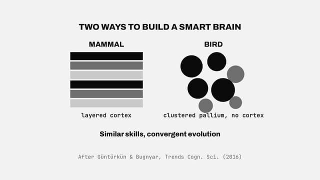 Intelligence without a cortex