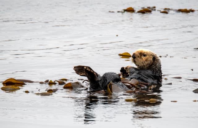 A sea otter floating on its back among kelp
