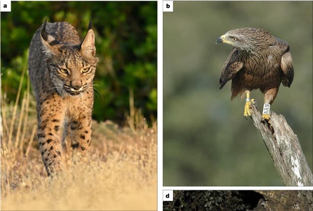 An Iberian lynx walking through dry grass, and a ringed black kite perched on a dead branch in Doñana