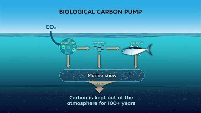Diagram of the biological carbon pump: CO2 to phytoplankton, small and large animals, marine snow sinking below 500 m