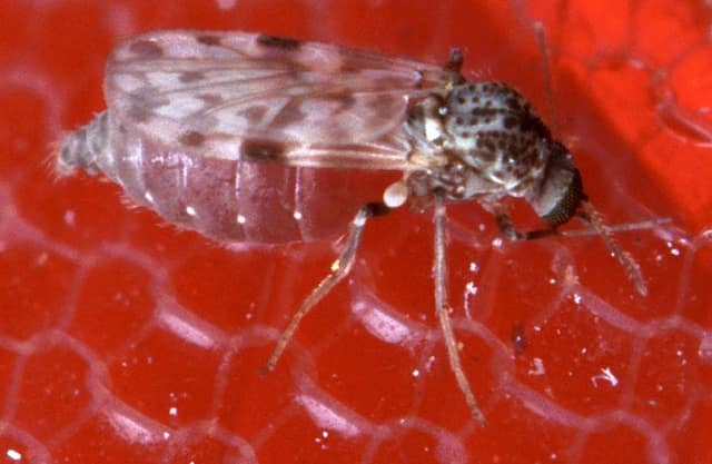 First known human Shamonda virus infection