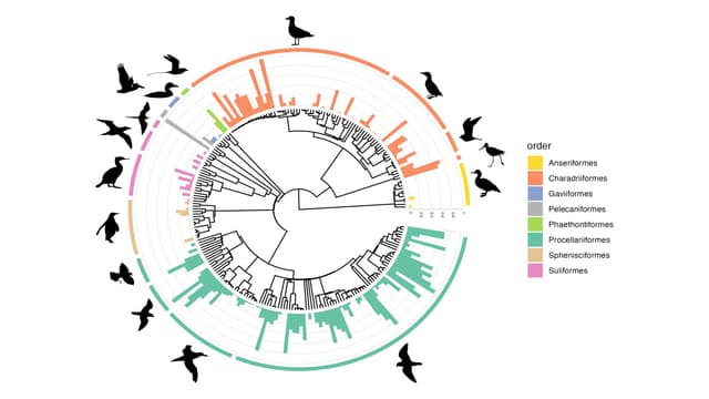 Family tree predicts plastic in seabirds