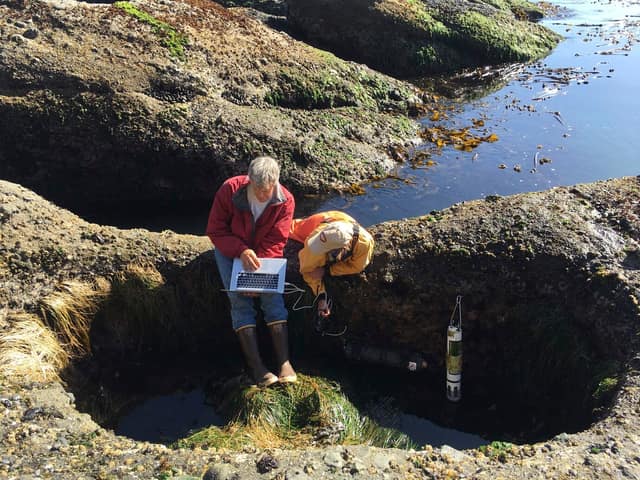 Acidifying seas starve diatoms of silicon
