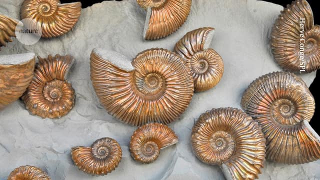 Ammonite fossils preserved in limestone