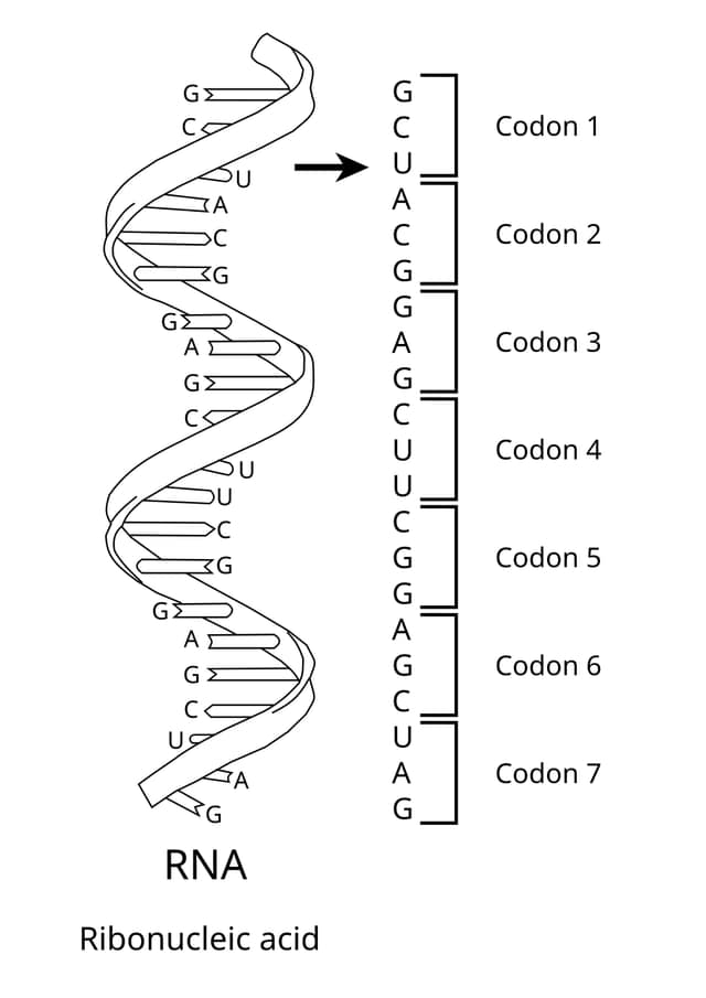 The genetic code: life reads in triplets