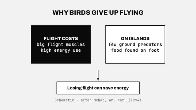 Why birds give up flying