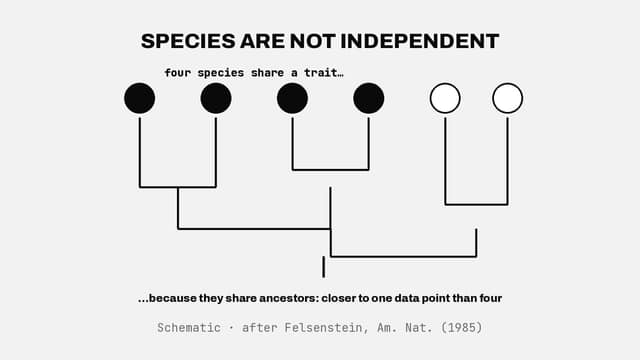 Species are not independent data