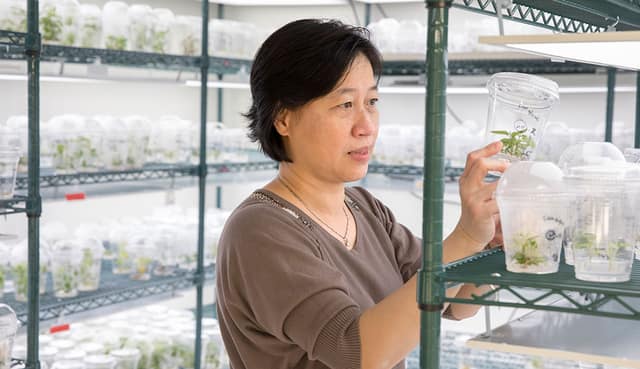 CRISPR rewires poplar chromosomes in one generation