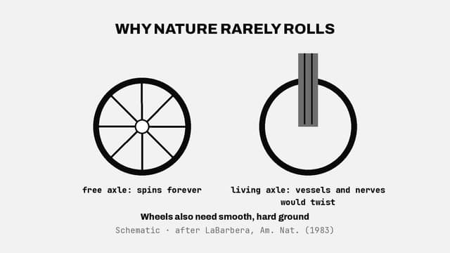 Why nature rarely rolls