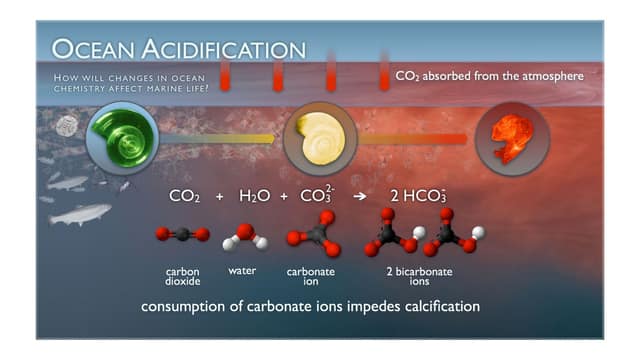 What ocean acidification really means