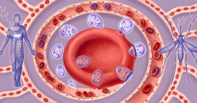 Malaria's molecular door, imaged