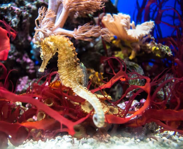 How seahorse fathers clear their embryos' waste