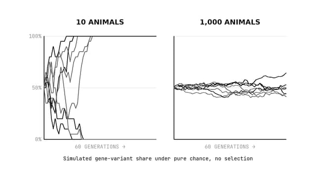 Genetic drift: evolution by luck