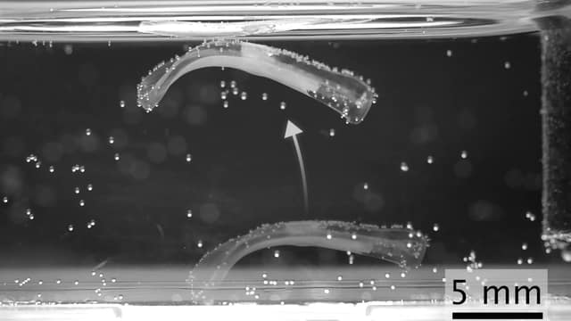Muscle-powered robots that jump and swim