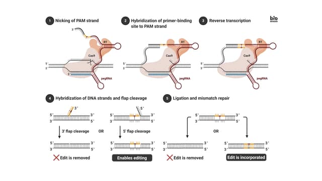 Prime editing inside the body, for the first time