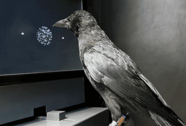 Crows decide in a flash